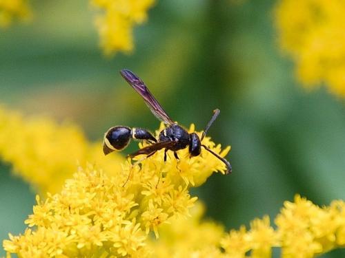 Réf. 222 482 : Eumenes coronatus